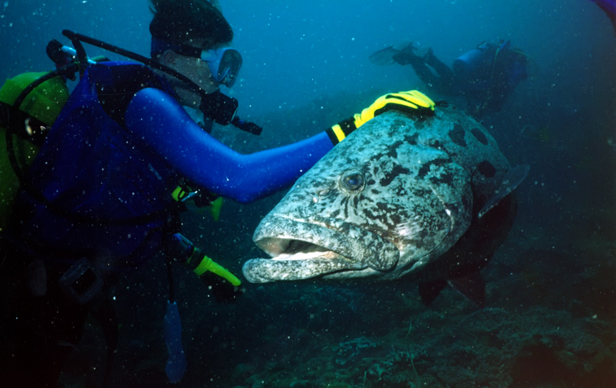 a large grouper fish